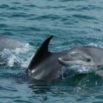 SAN REMO Dolphins