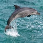 KELT AZURA Dolphins
